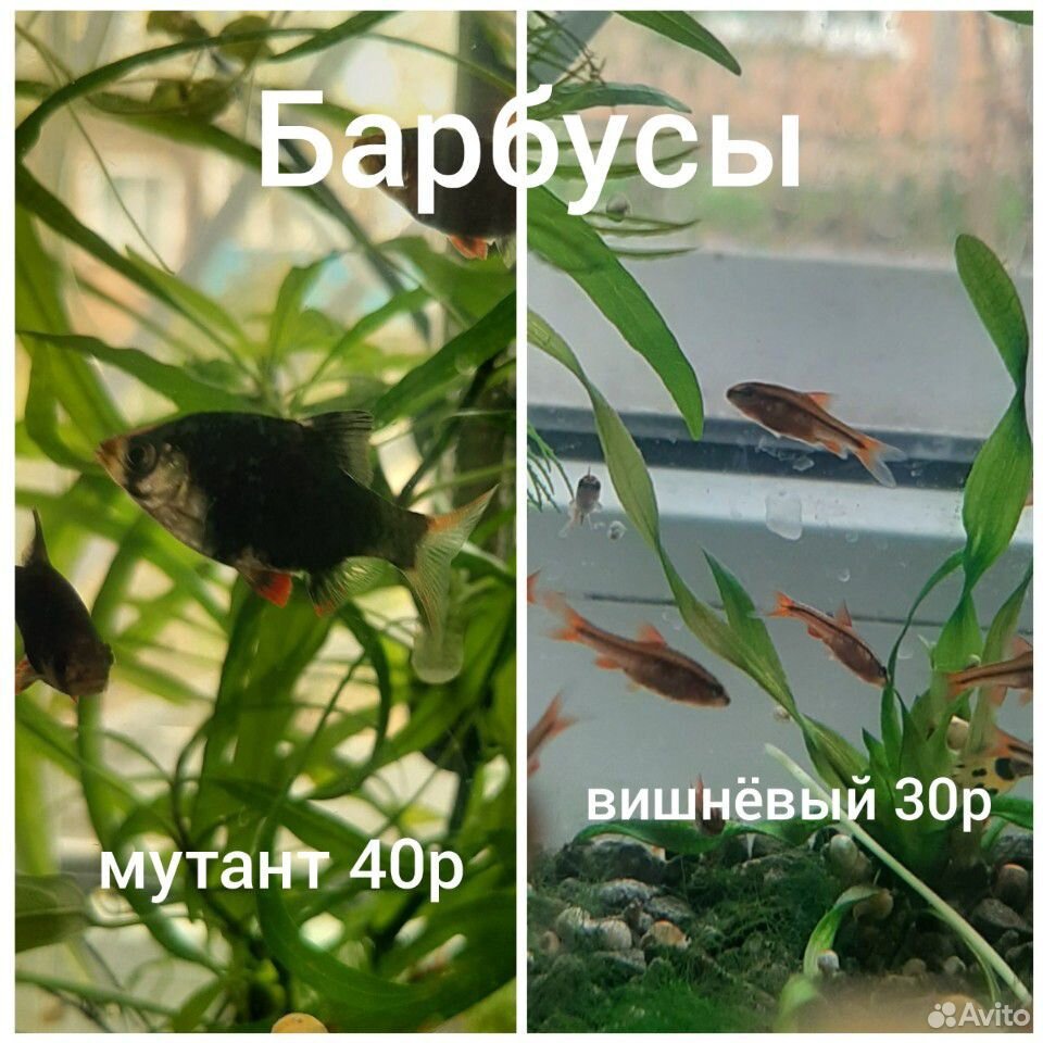 Рыбки купить на Зозу.ру - фотография № 8