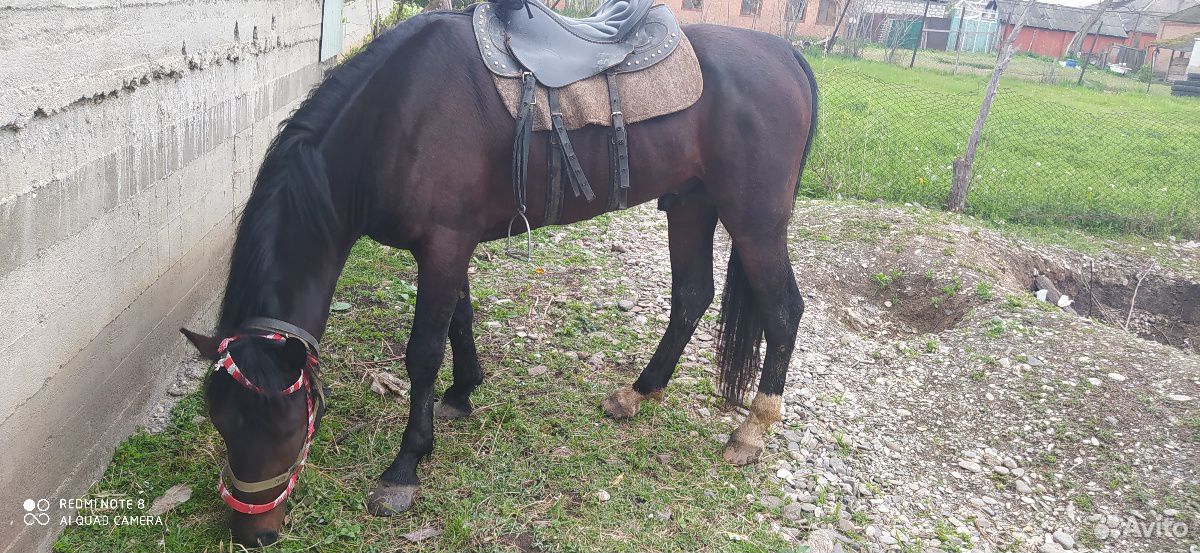 Лошадь Жирибец купить на Зозу.ру - фотография № 2