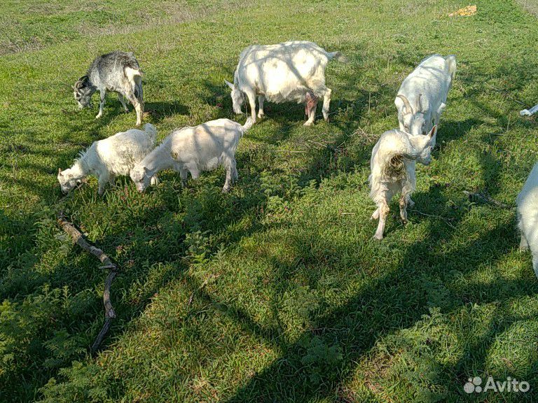 Продаются трое козлят купить на Зозу.ру - фотография № 6