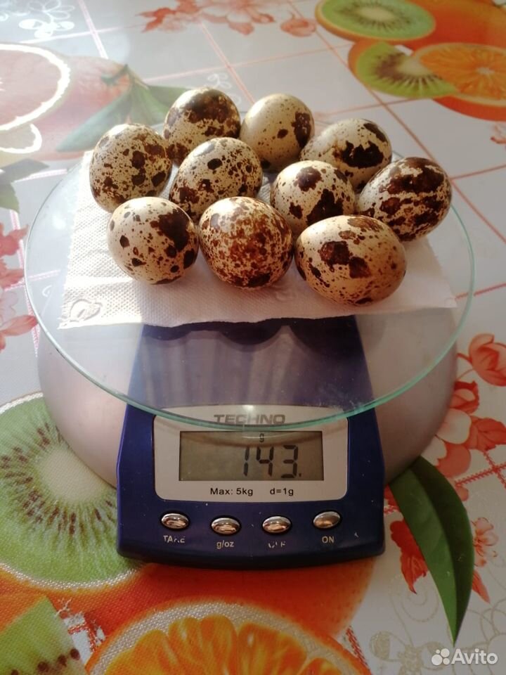 Инкубационное яйцо перепела или на вывод купить на Зозу.ру - фотография № 1
