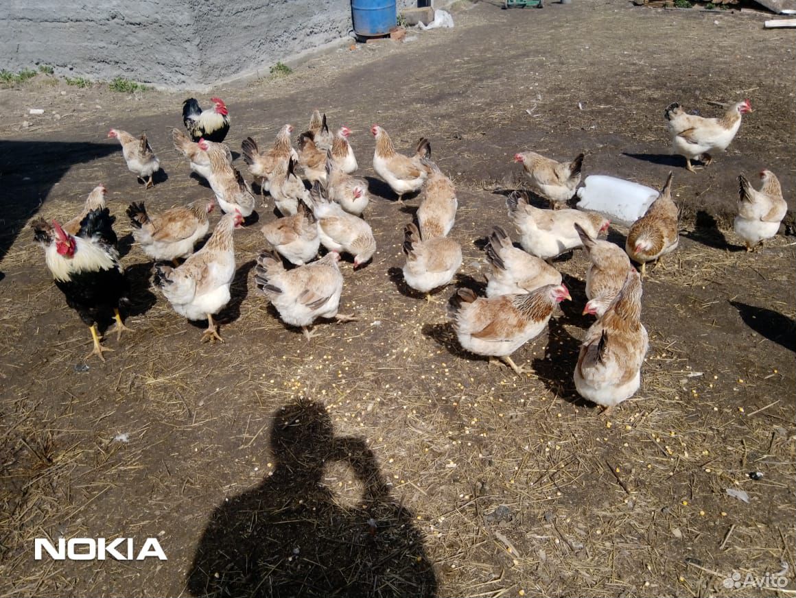 Куры цыплята загорской лососёвой инкубационное яйц купить на Зозу.ру - фотография № 4