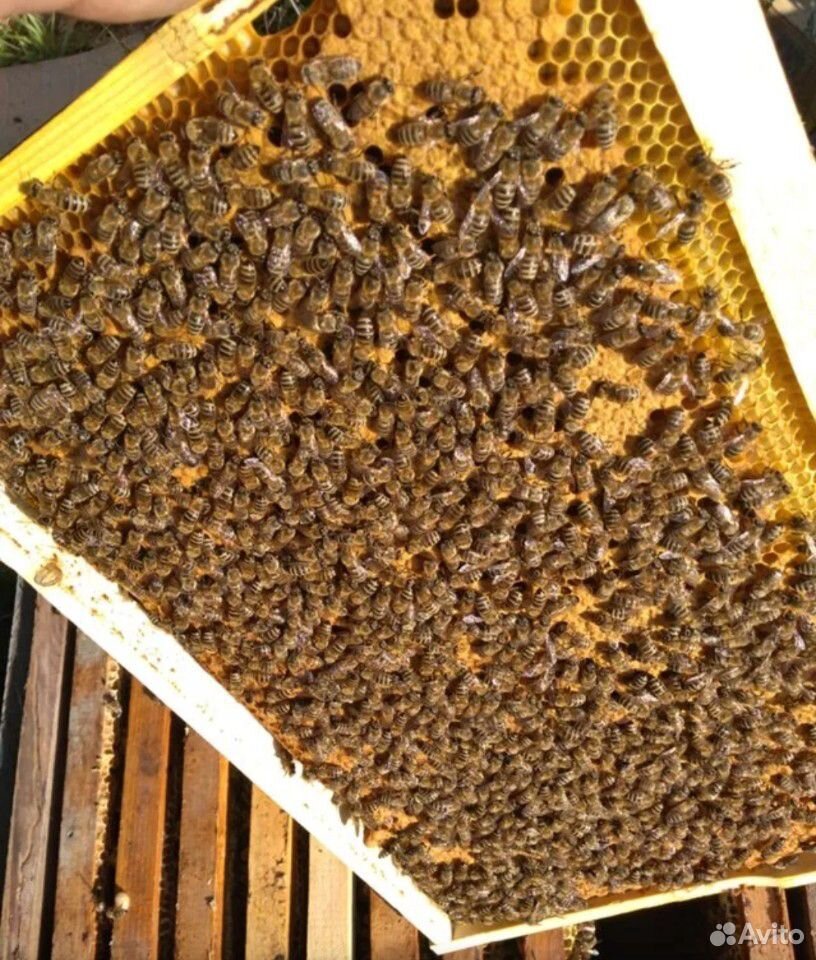 Пчелопакеты бакфаст купить на 2024. Пчелопакеты,пчелосемьи Карника. Пчеломатка Карпатка. Светла пчелопакеты. Пчелопакеты Карника.