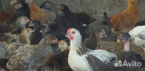 Цыплята цветные домашние 2.5-3 месяца купить на Зозу.ру - фотография № 1