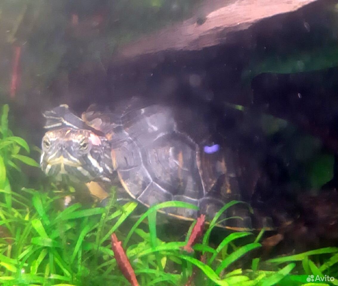 Черепаха красноухая (водная) бесплатно купить на Зозу.ру - фотография № 2