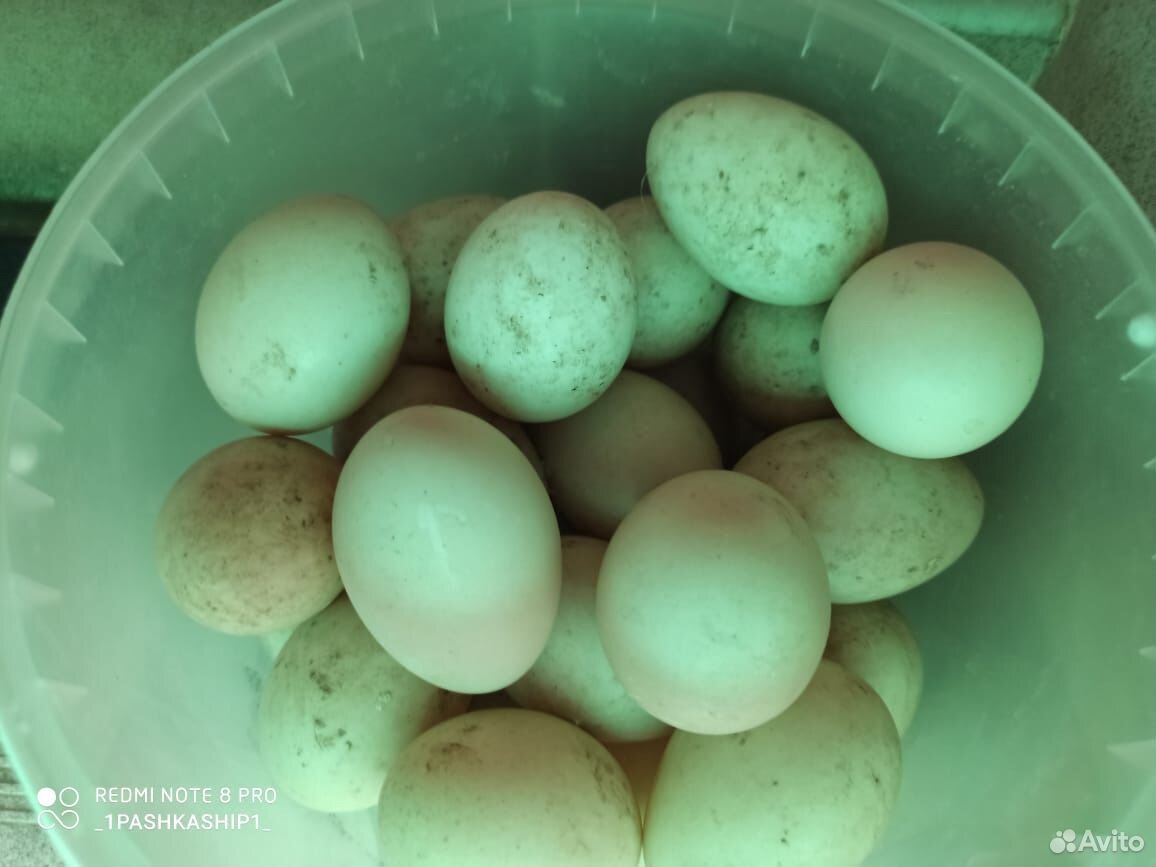 Яйца Индоуток для инкубатора купить на Зозу.ру - фотография № 2