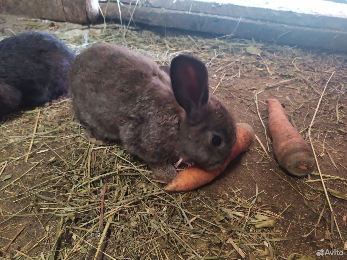 Кролики от 5 месяцев и старше купить на Зозу.ру - фотография № 2