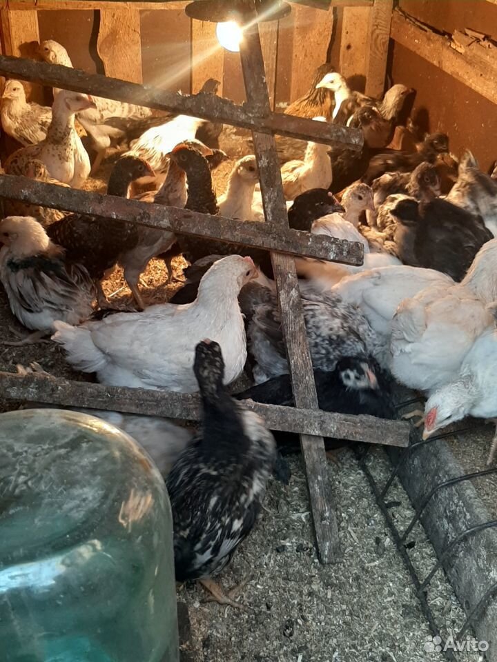 Цыплята мясо-яичных пород подрощенные купить на Зозу.ру - фотография № 2