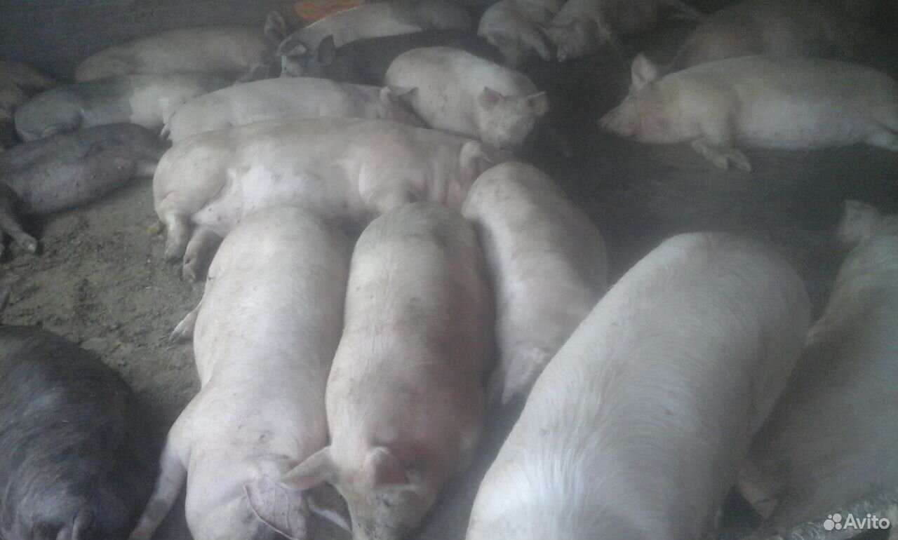 Купить свинину живым весом