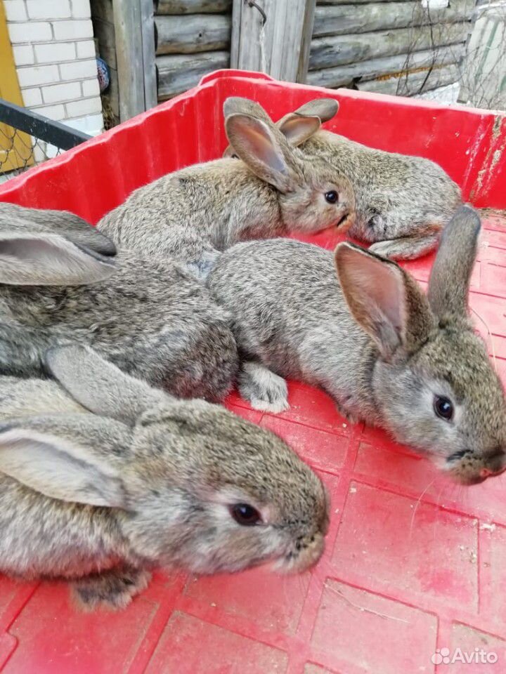 Кролики мясных пород родились 28. 03.2020 на фотог купить на Зозу.ру - фотография № 3