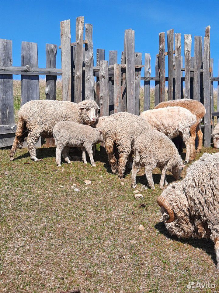 Овцы и Бараны купить на Зозу.ру - фотография № 6