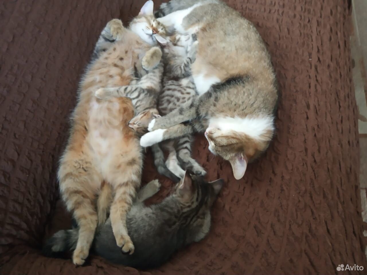 Котята, котики купить на Зозу.ру - фотография № 9