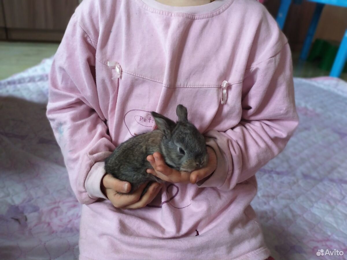 Продам крольчат купить на Зозу.ру - фотография № 4