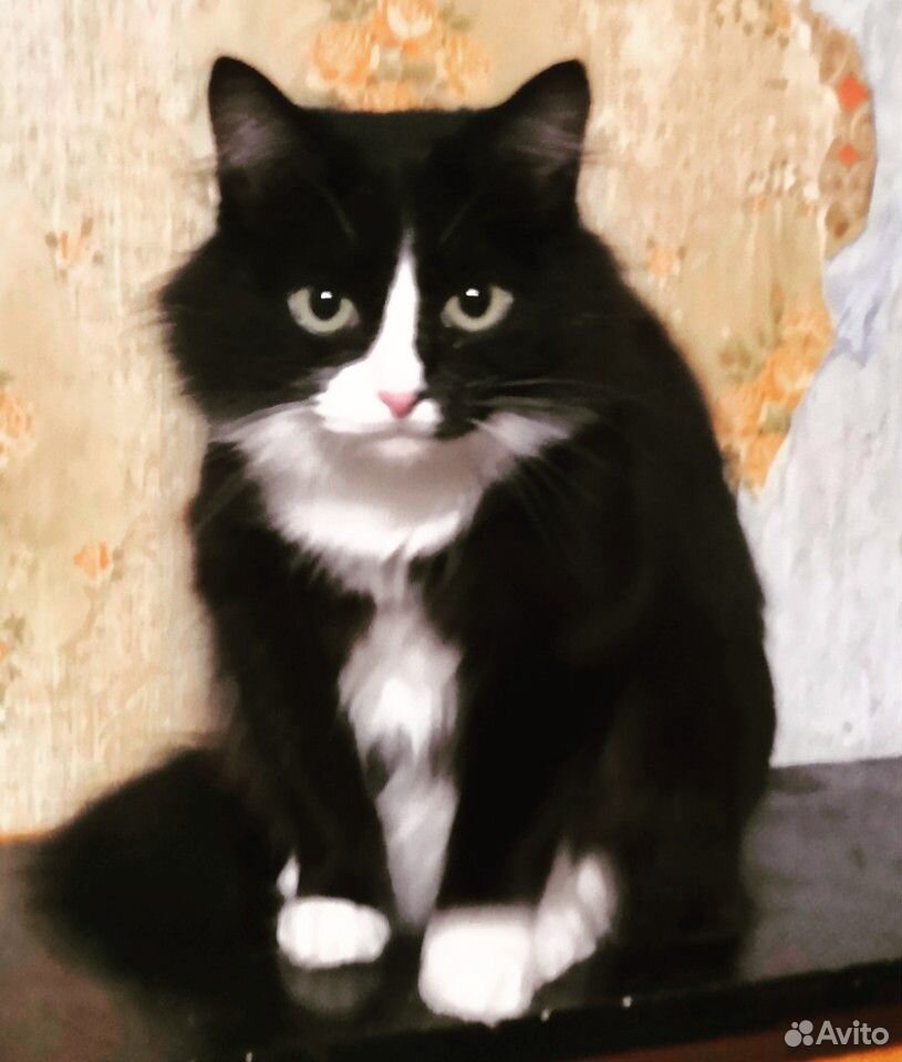 Черно белая кошка купить на Зозу.ру - фотография № 1