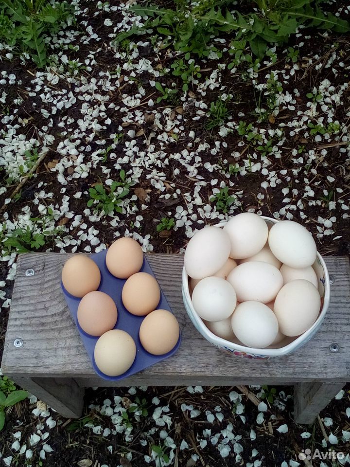 Куриные яйца, домашние купить на Зозу.ру - фотография № 2