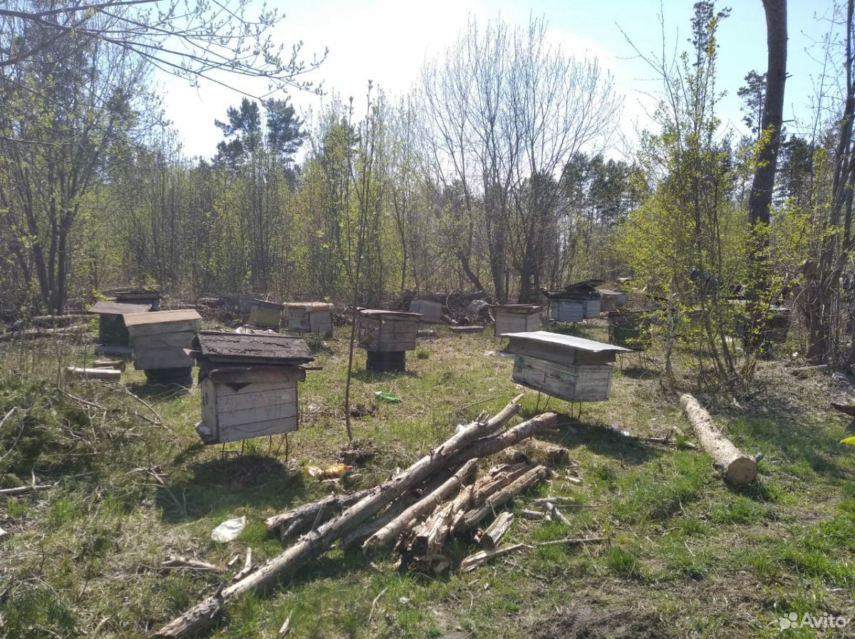Пчелиные ульи купить на Зозу.ру - фотография № 5