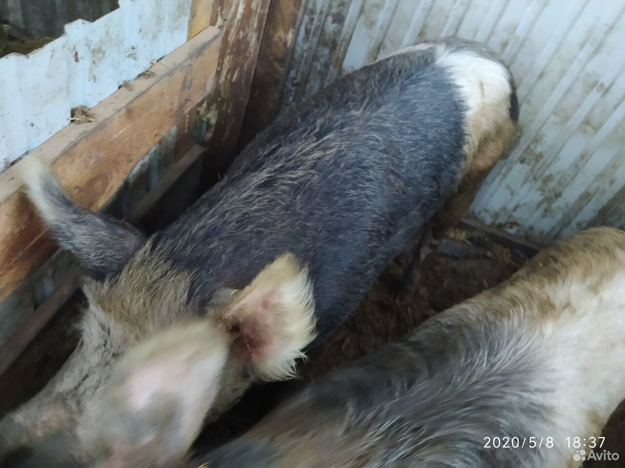 Свиньи купить на Зозу.ру - фотография № 4