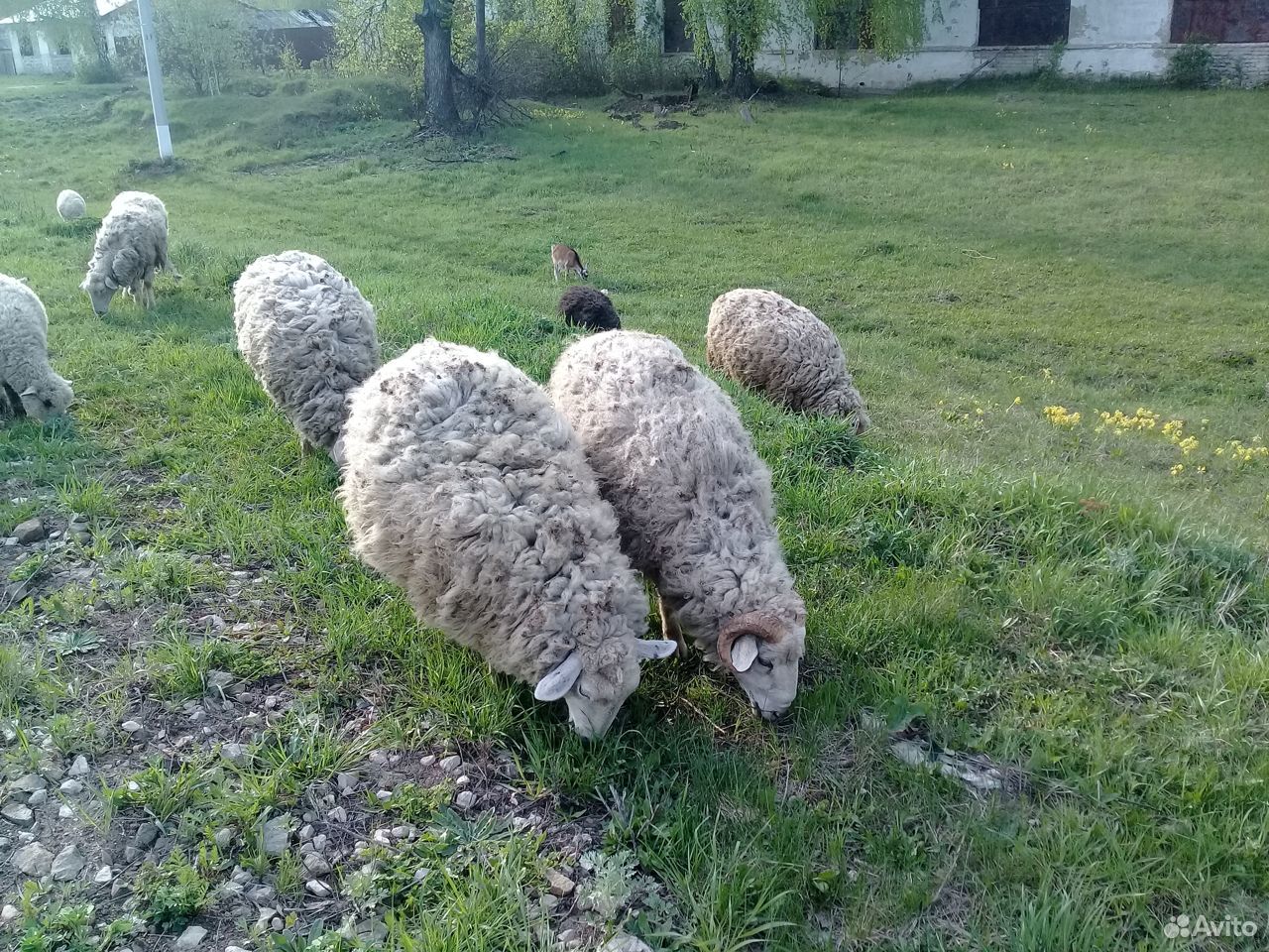 Овцы, баран купить на Зозу.ру - фотография № 7
