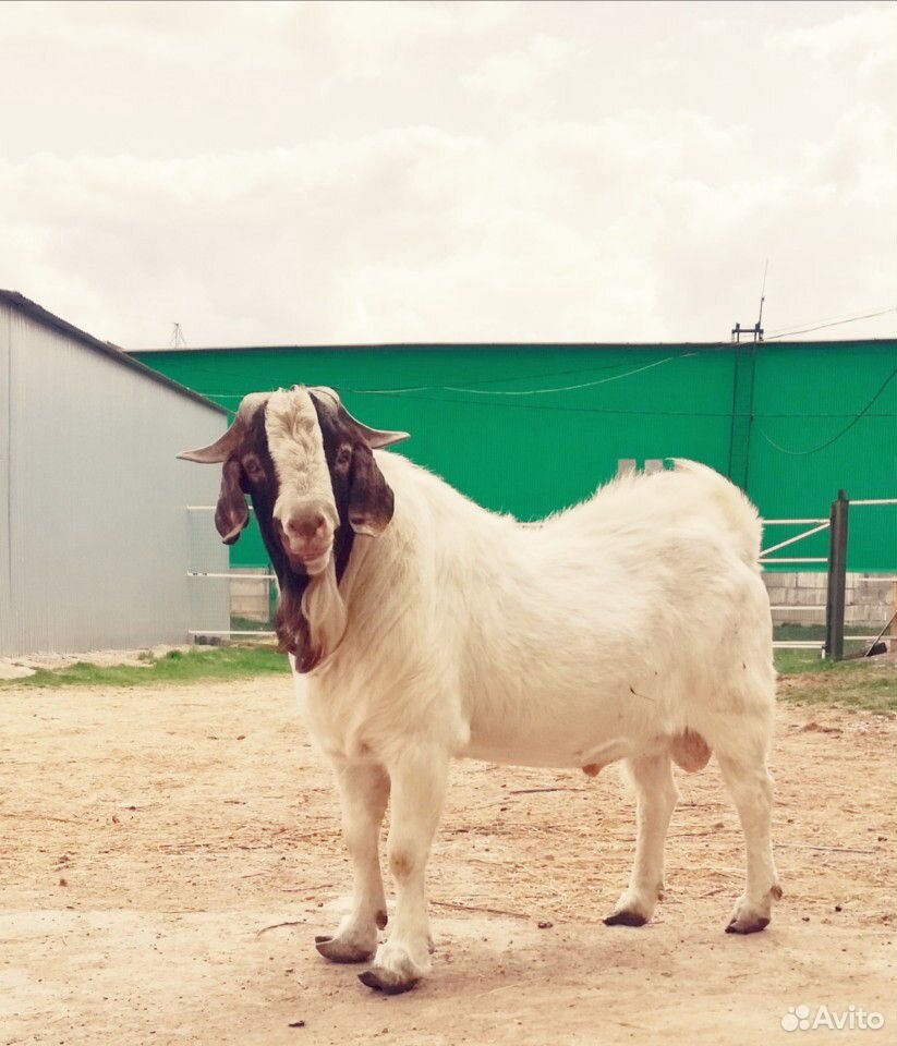 Бурские(Boer goat) козёл и коза купить на Зозу.ру - фотография № 1