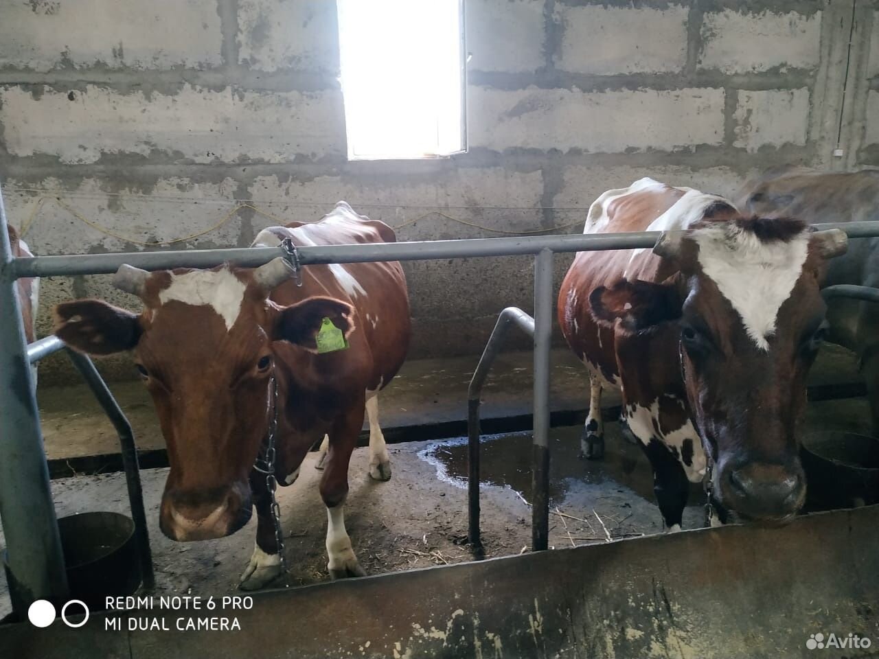 Высокоудойные племенные Айширские коровы, цены от купить на Зозу.ру - фотография № 5