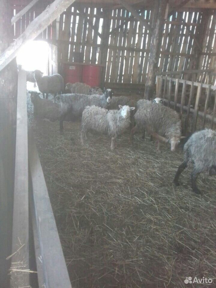 Козы овцы купить на Зозу.ру - фотография № 7