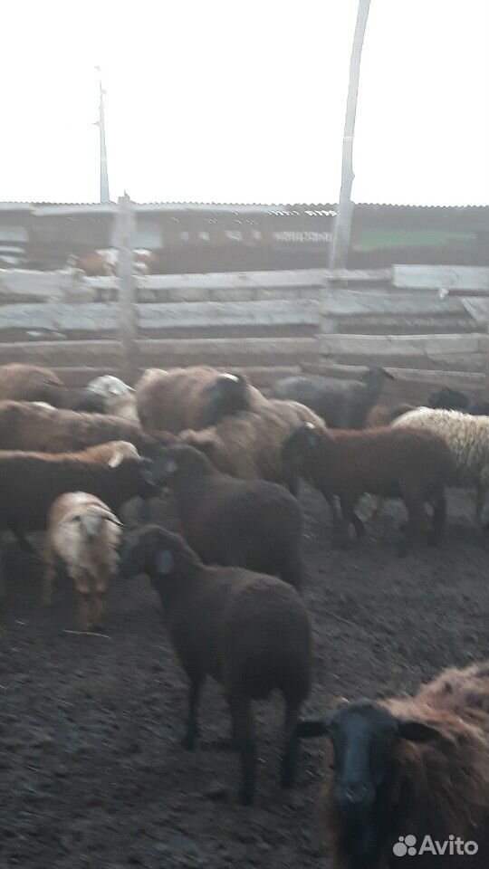 Корови тёлки и овци купить на Зозу.ру - фотография № 7