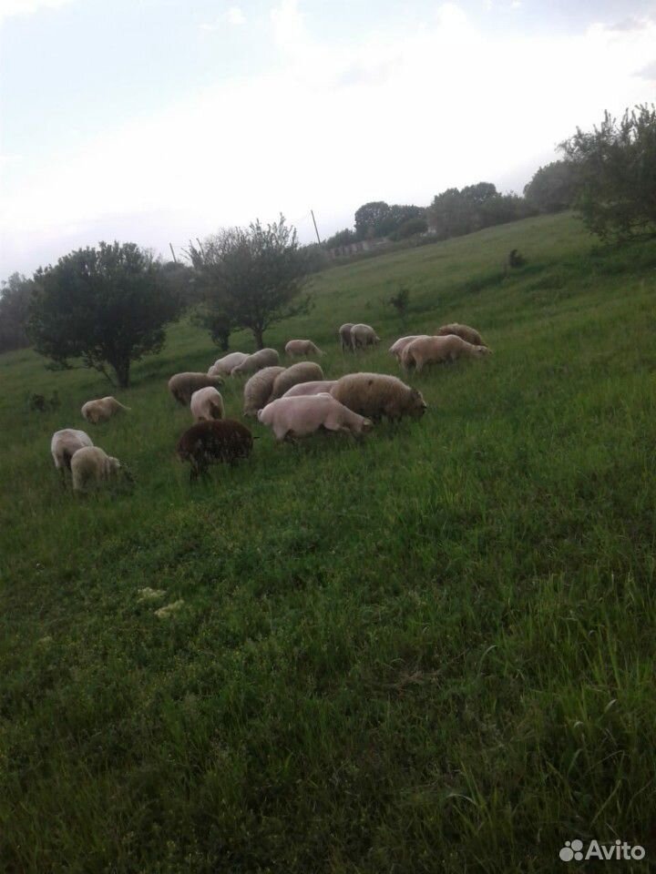 Овцы с ягнятами купить на Зозу.ру - фотография № 2