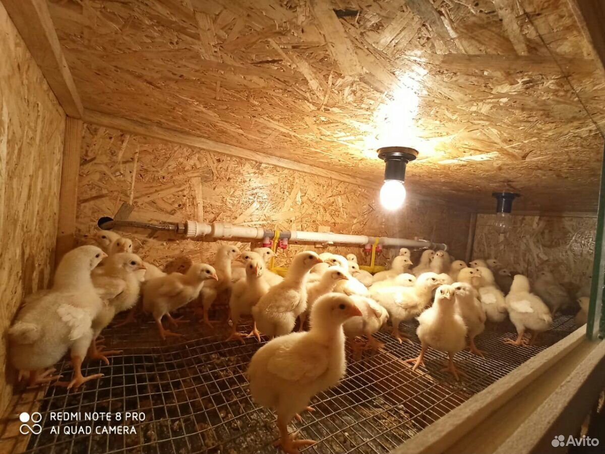 Цыплята 10 дней Арборы купить на Зозу.ру - фотография № 2