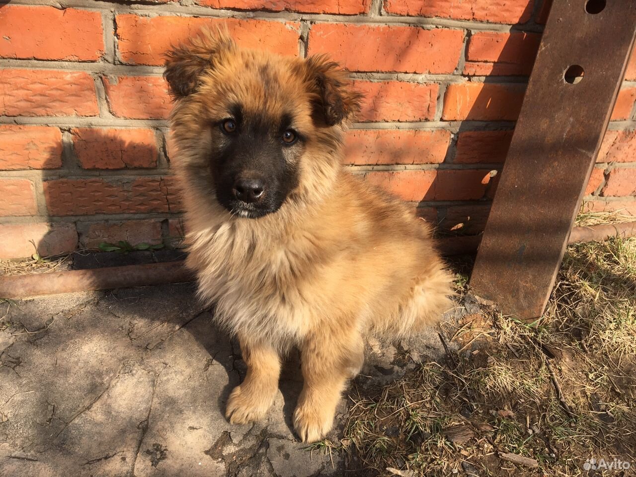 Пёс 6 месяцев купить на Зозу.ру - фотография № 1
