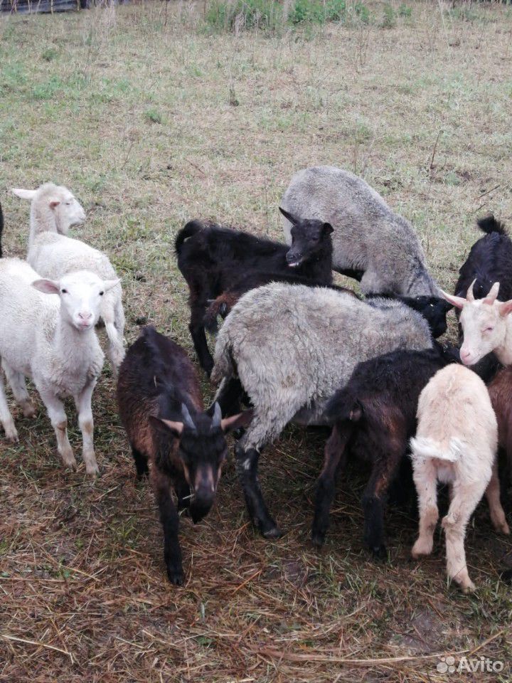 Продам козлят и овец купить на Зозу.ру - фотография № 5