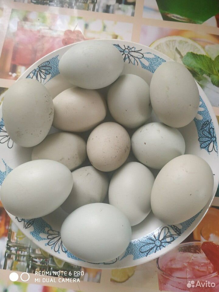 Инкубационные яйца породы Араукана купить на Зозу.ру - фотография № 1