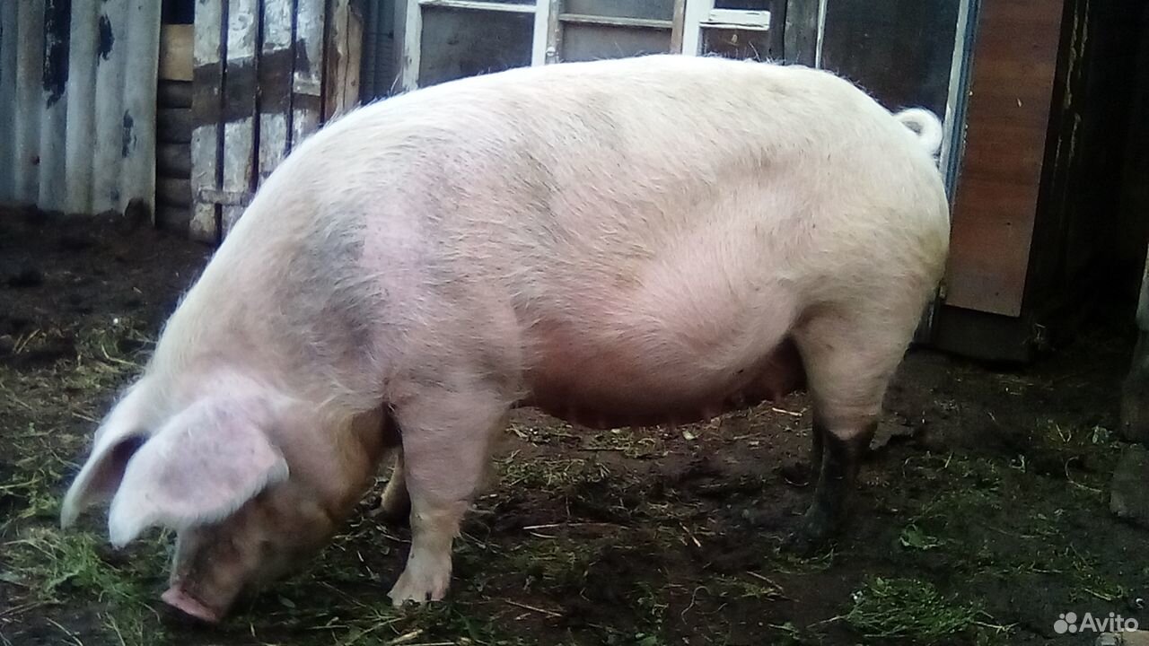 Продам свиноматку три года купить на Зозу.ру - фотография № 2
