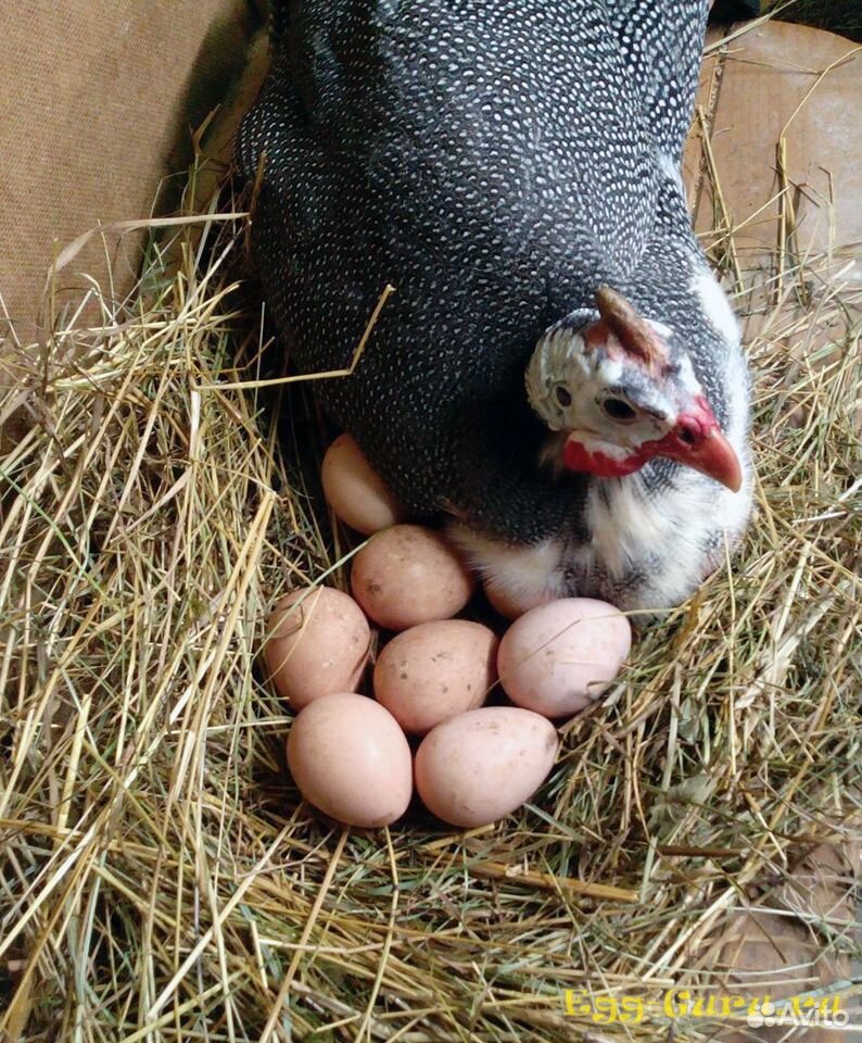 Цесариное инкубационное яйцо купить на Зозу.ру - фотография № 1