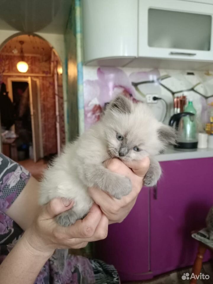 Котеночек кошечка купить на Зозу.ру - фотография № 2