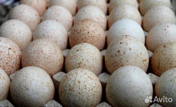 Яйца индюшачьи инкубационные купить на Зозу.ру - фотография № 1