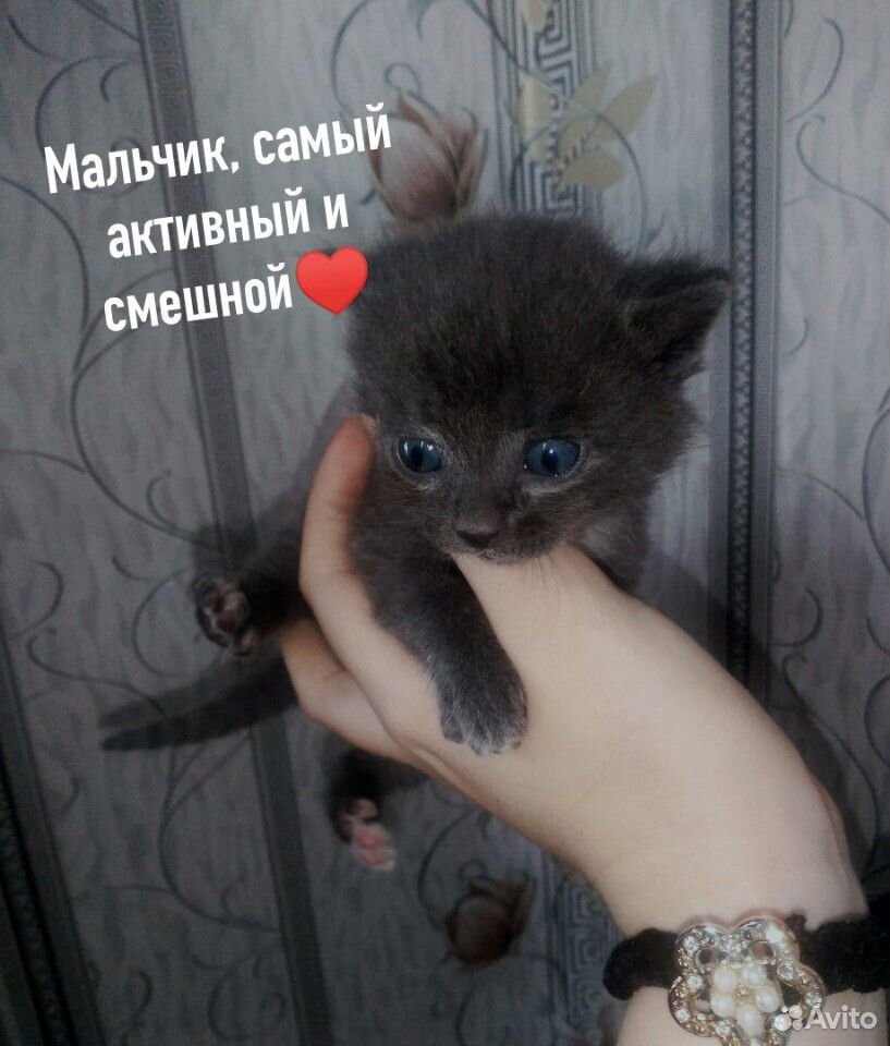 Милые котята в добрые руки купить на Зозу.ру - фотография № 3