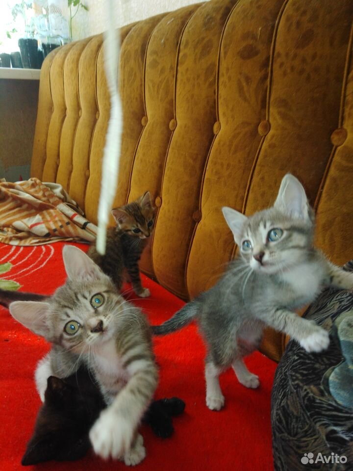 Отдадим котят в заботливые руки купить на Зозу.ру - фотография № 8