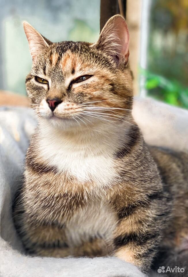 Трёхцветная кошка купить на Зозу.ру - фотография № 1