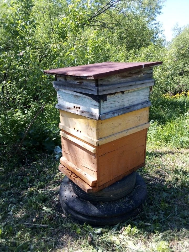 Пчелосемья купить на Зозу.ру - фотография № 8