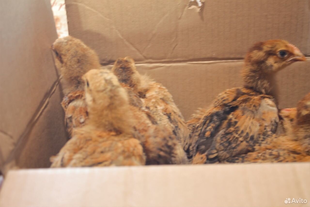 Продам цыплят породы кучинская юбилейная купить на Зозу.ру - фотография № 4