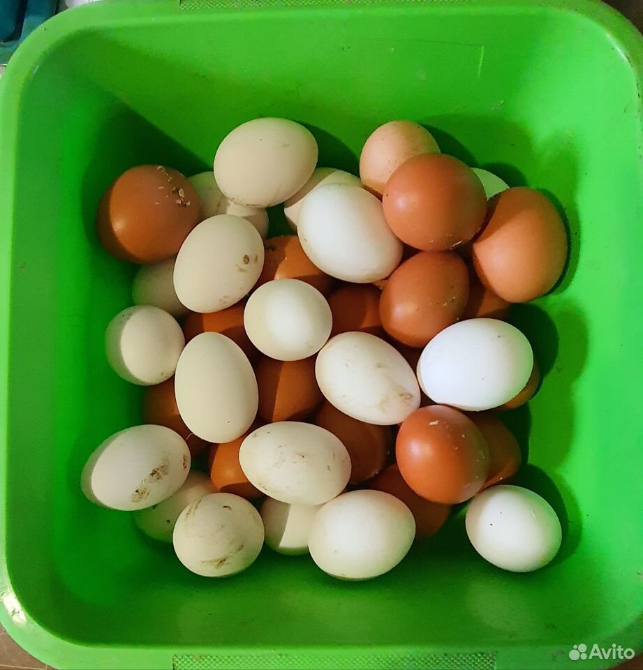 Домашнее куриное яйцо купить на Зозу.ру - фотография № 3