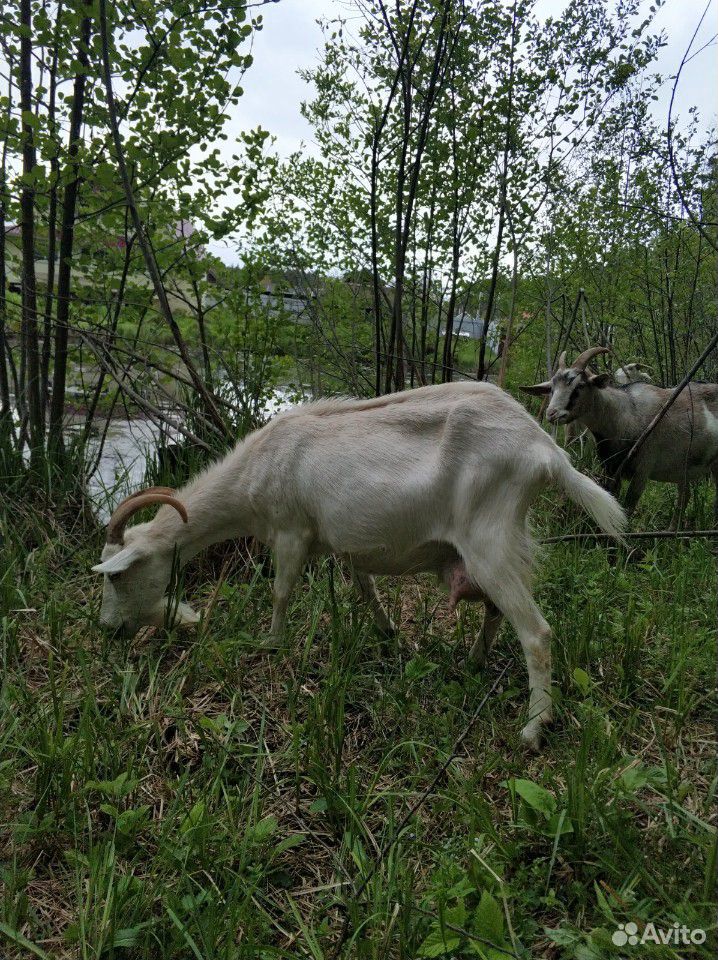 Продается молодой козел,козочки купить на Зозу.ру - фотография № 3