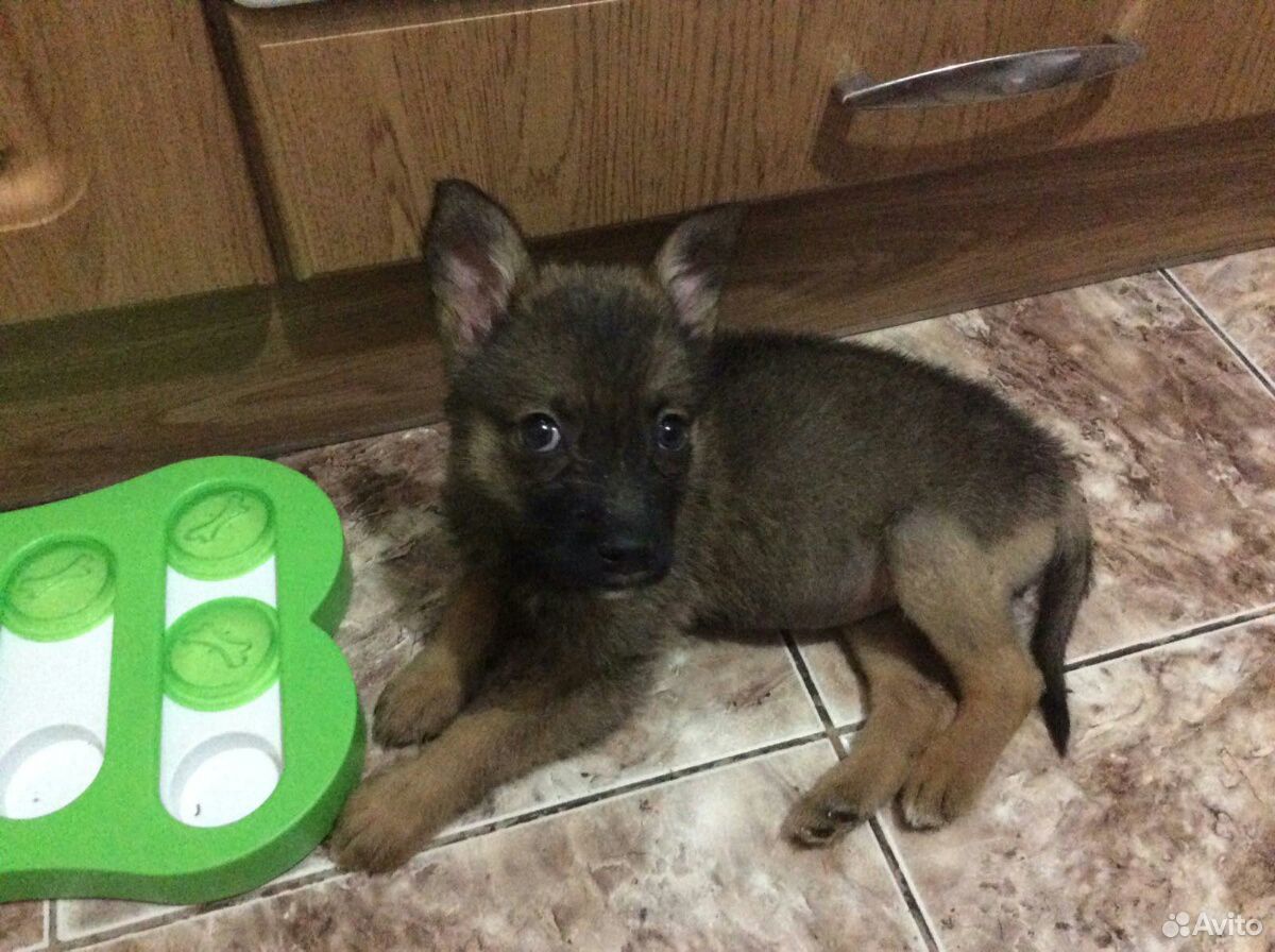 Квадрисол Для Собак Цена Купить В Екатеринбурге