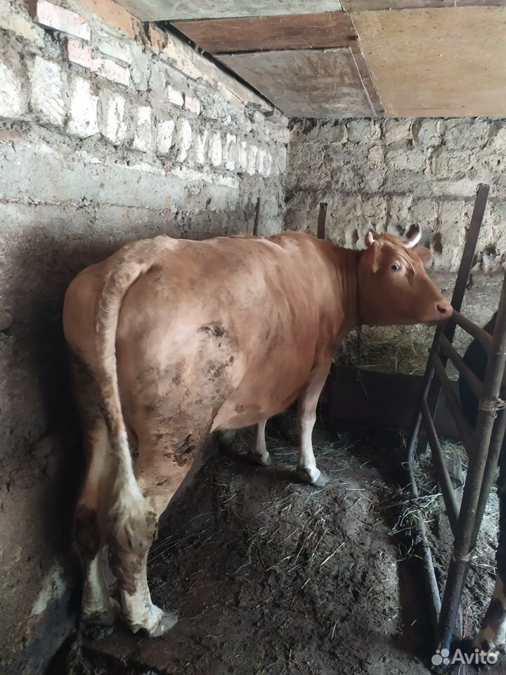 Корова на мясо 280-300 кг купить на Зозу.ру - фотография № 1