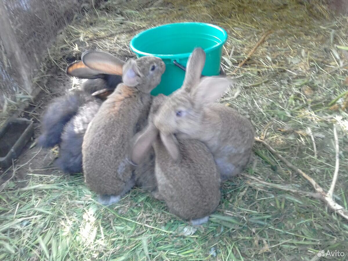 Кролики -Гигант купить на Зозу.ру - фотография № 2