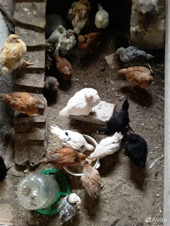Цыплята разных пород (71 фото)