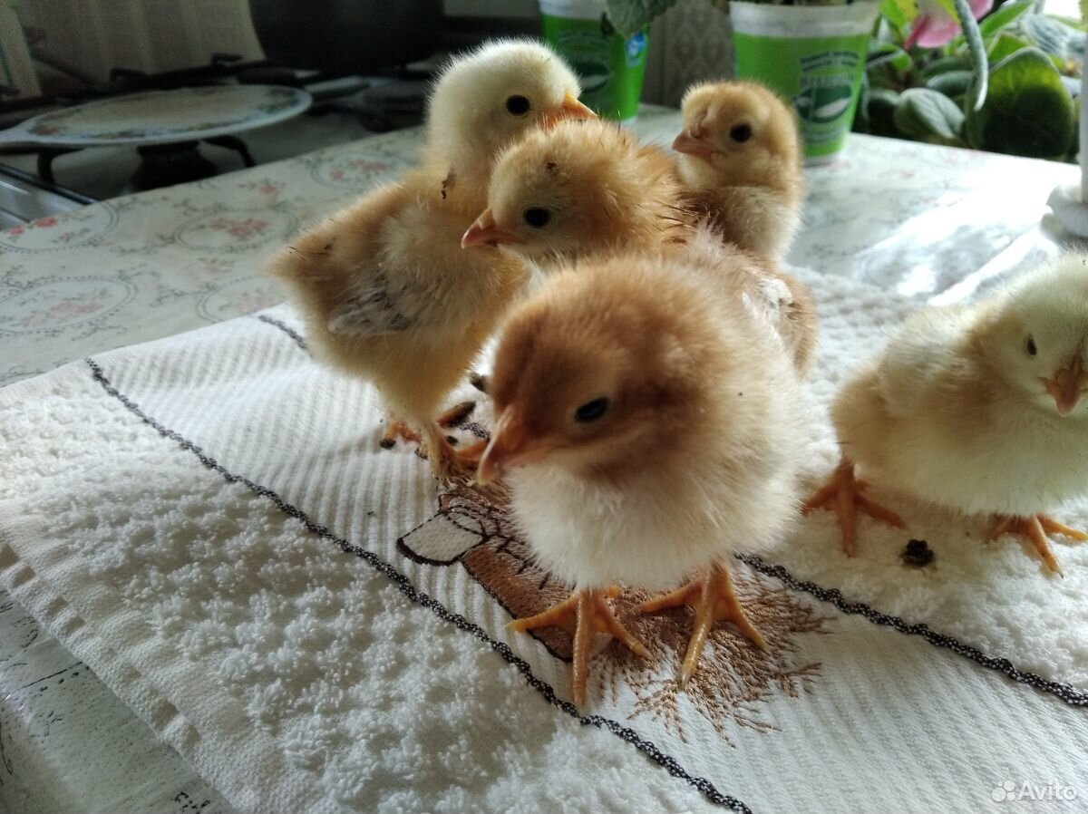 Суточные цыплята породы. Цыплята Ломан Браун. Суточные цыплята Ломан Браун. Суточные цыплята Фокси Чик. Цыплят породы "Браун ник".