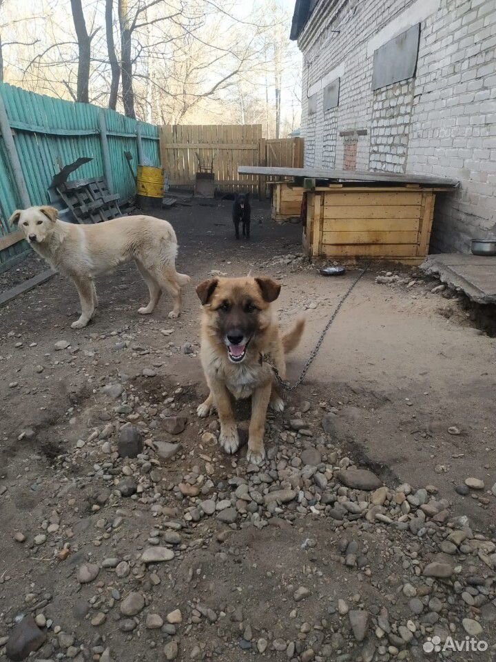 Собака из приюта купить на Зозу.ру - фотография № 3