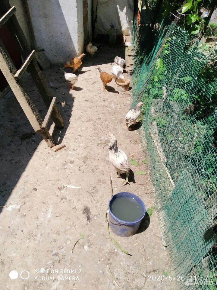 Цыплята на продажу купить на Зозу.ру - фотография № 2