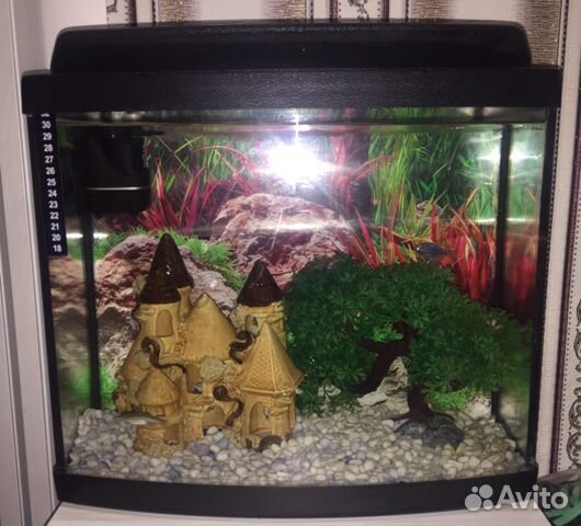 Готовый аквариум с рыбками купить на Зозу.ру - фотография № 1
