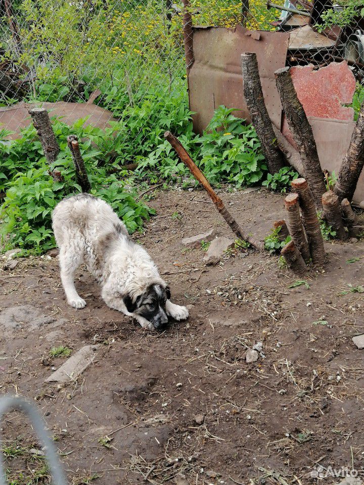 Собака/щенок 3 месяца купить на Зозу.ру - фотография № 2